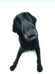 pic for Flat Coated Retriever